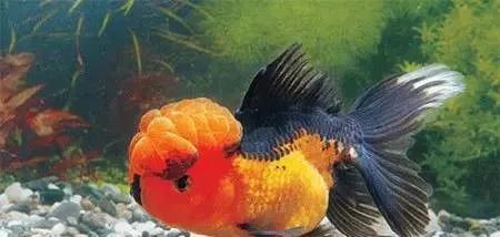 观赏鱼除白点剂治什么鱼病,夏天观赏鱼容易得什么鱼病