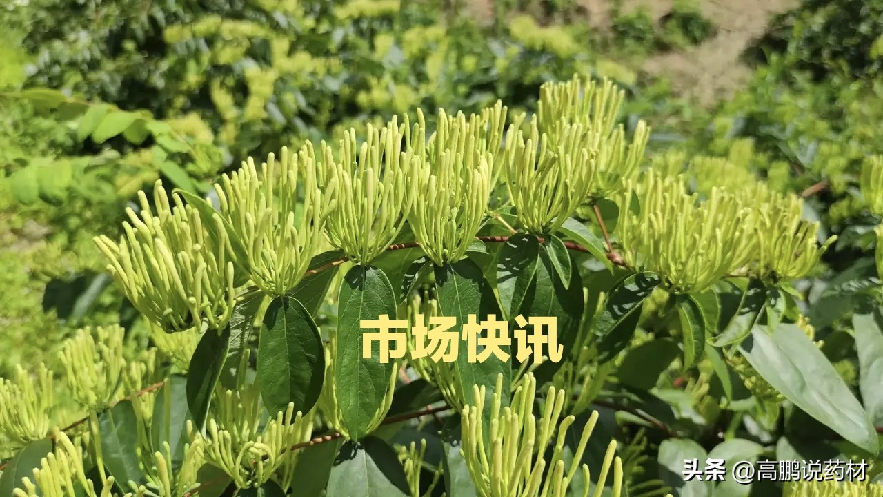 高鹏说药材秦艽,高鹏说药材板蓝根