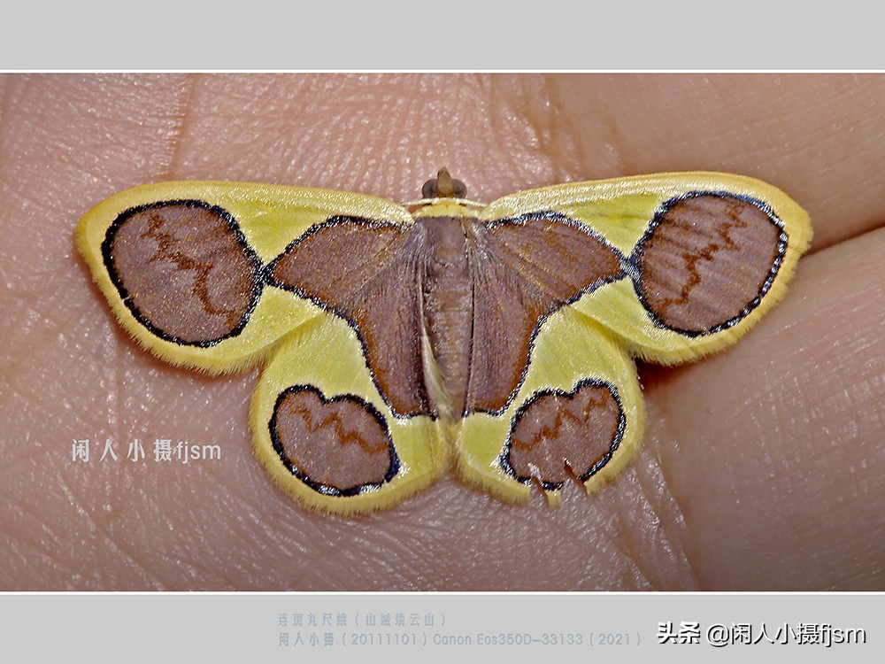近距离拍摄昆虫小动物,常见昆虫微距摄影活动
