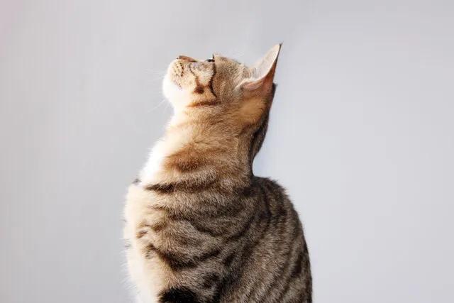 铲屎官快看看图片,铲屎官怎么看猫咪的粑粑是否健康