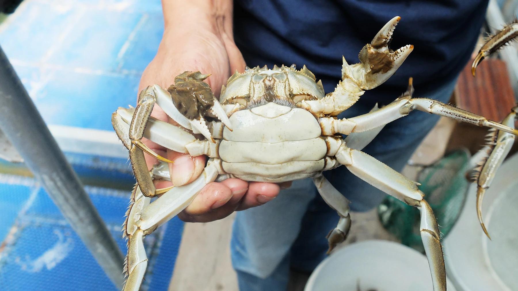 阳澄湖大闸蟹凭什么卖那么贵,阳澄湖每年能产多少只大闸蟹