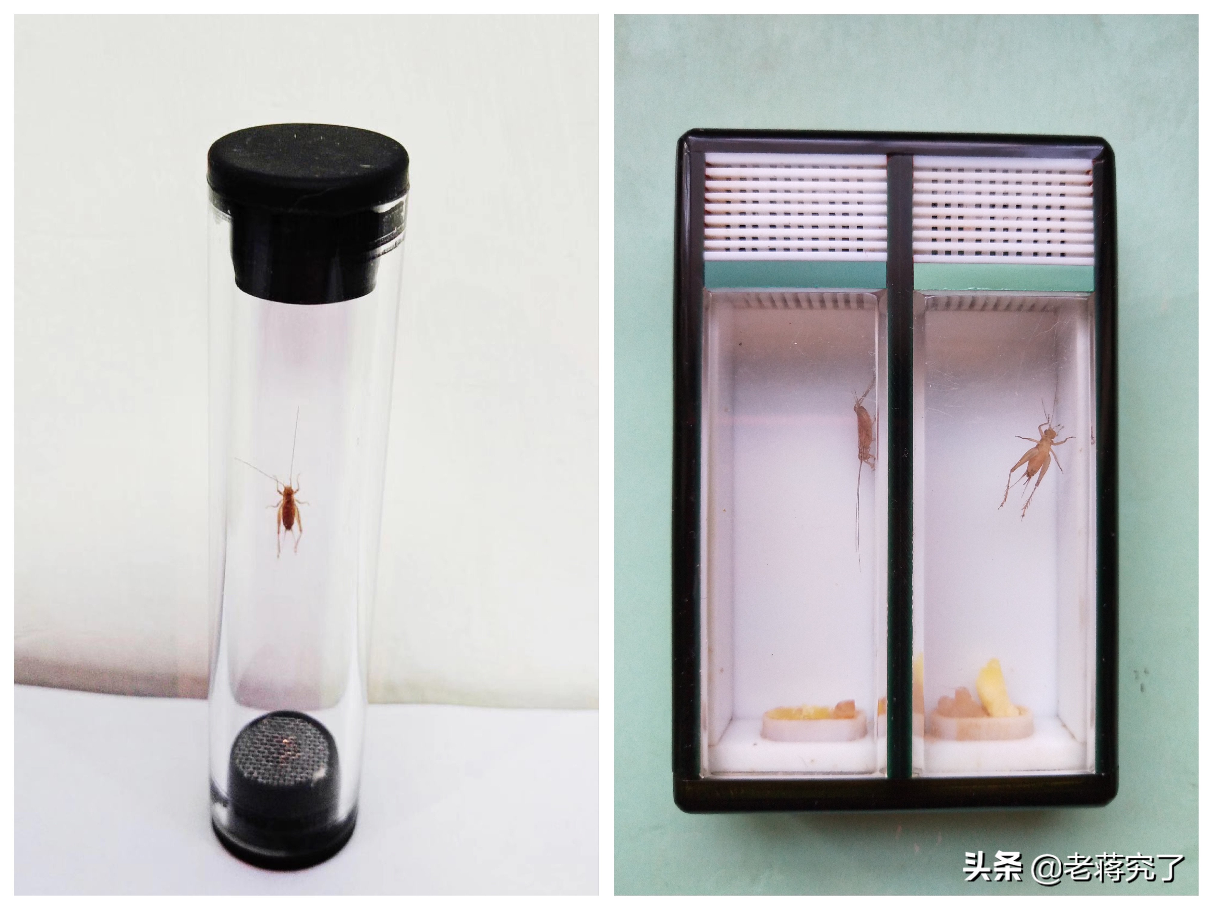 小黄蛉过冬温度范围,小黄蛉过冬放口袋里不叫怎么办