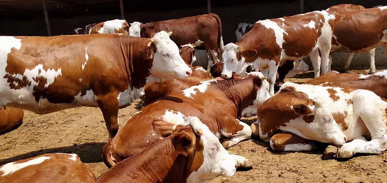 牛流产的原因及治疗要点,牛流产后站不起来怎么办