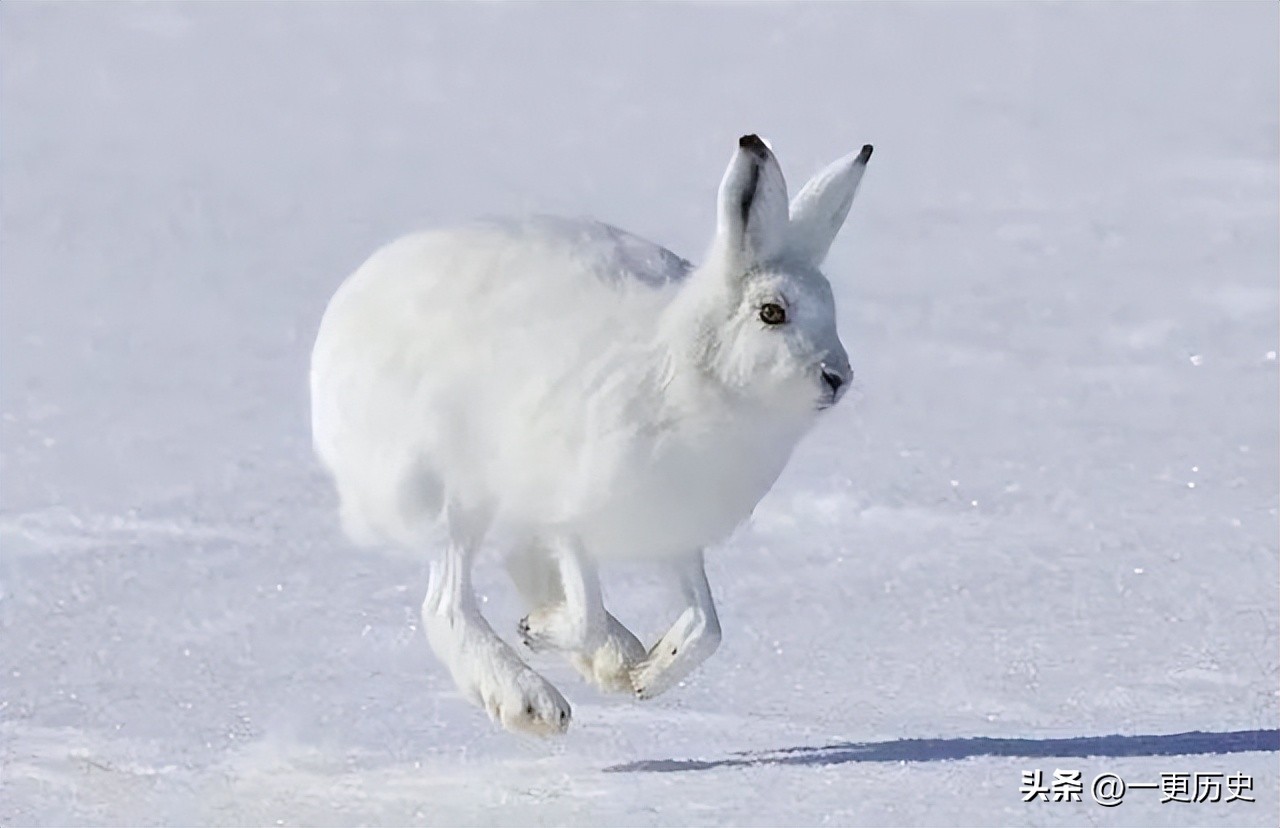 兔年哪一年的兔子是最好的,5种不同的兔是哪几种兔