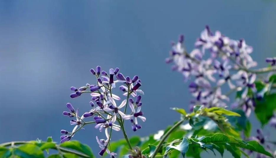 咏楝花的古诗词,有关楝花的诗