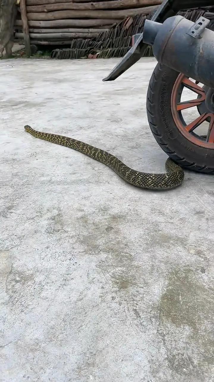 大王蛇属于小型蛇还是大型蛇,大王蛇为什么各种蛇都怕