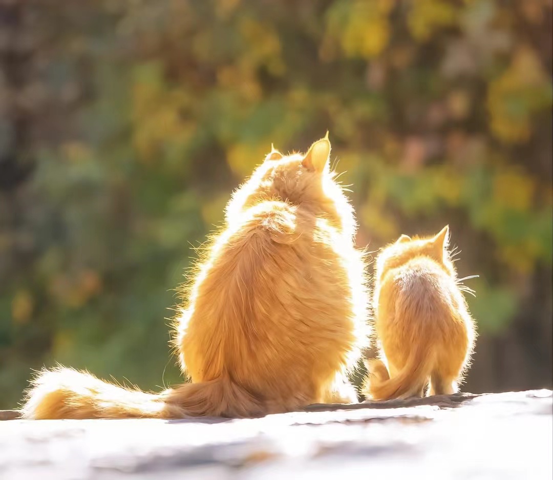 猫癣是什么,该怎么治疗?