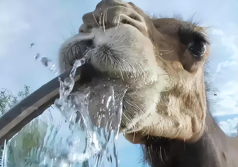 骆驼王者荣耀,骆驼是沙漠中的霸主