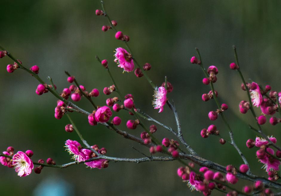 国画松竹梅岁寒三友图作品欣赏,松竹梅是岁寒三友吗