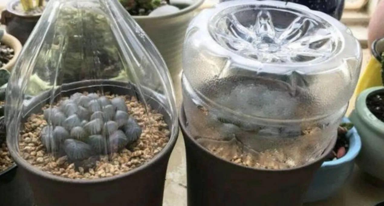 玉露怎么防止徒长,玉露闷养的正确方法