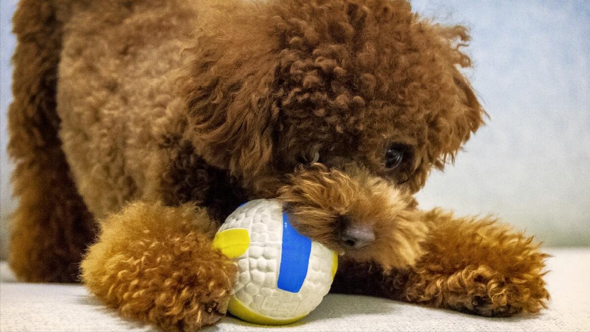 泰迪犬有什么疾病会死掉,泰迪犬常见的生病症状都有哪些