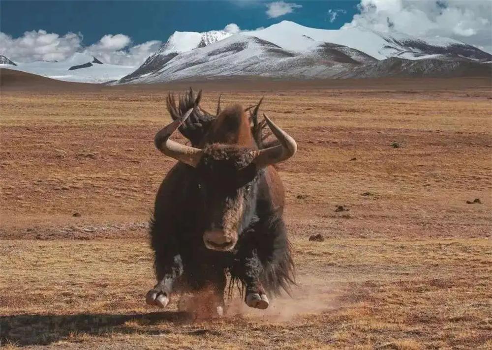 可可西里藏羚羊盗猎事件视频,可可西里狼被带走