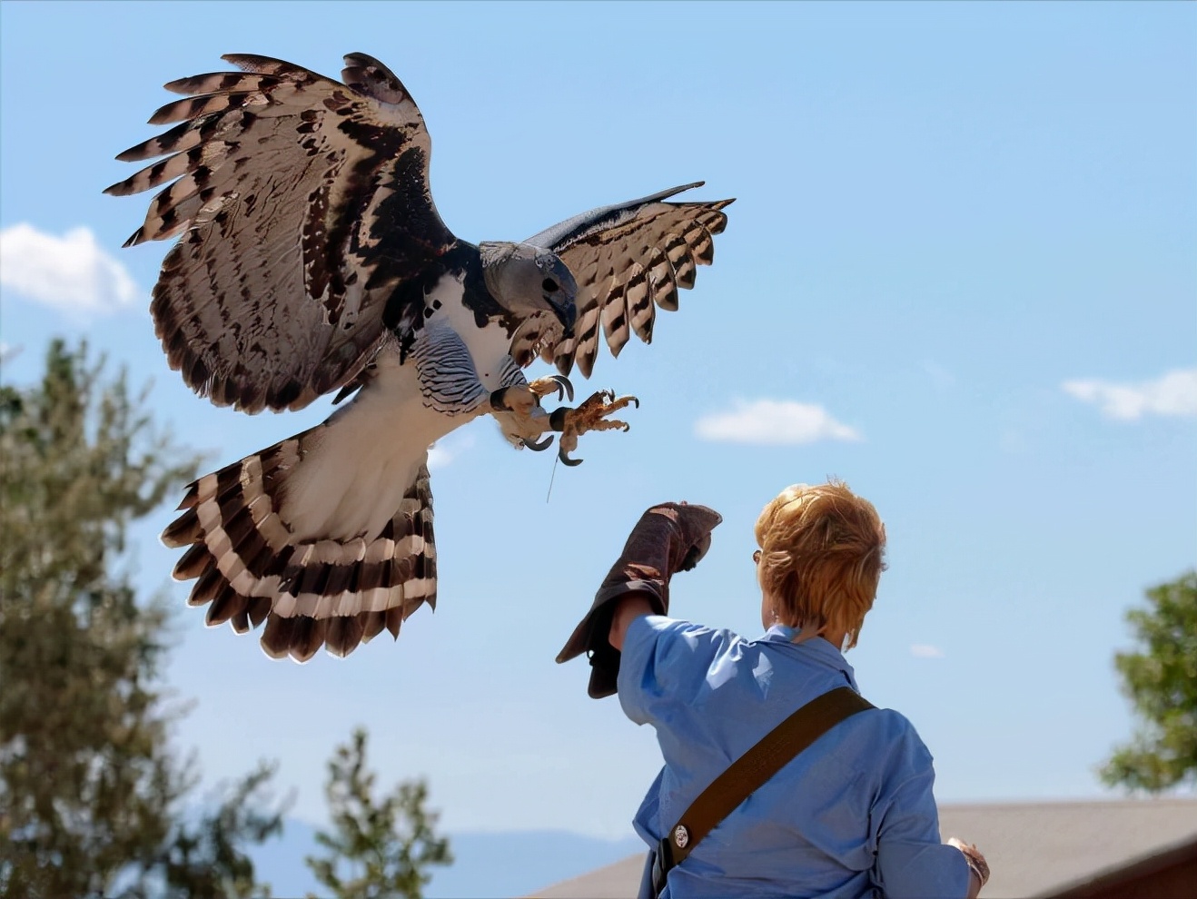 世界上最奇怪的十大鸟,世界上最恐怖的大鸟