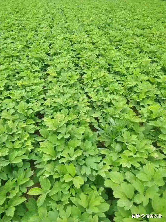 新移栽的牡丹苗叶子打蔫怎么办,牡丹夏季为啥黄叶死苗