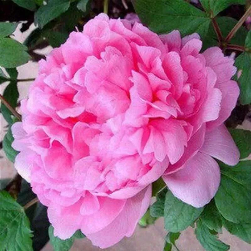 这二十幅极品花卉越看越醉,超好看又耐看的花卉图