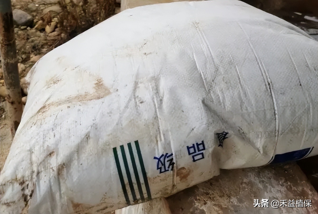 菜籽饼当肥料起什么作用,未腐熟菜籽饼怎样施柑橘果树