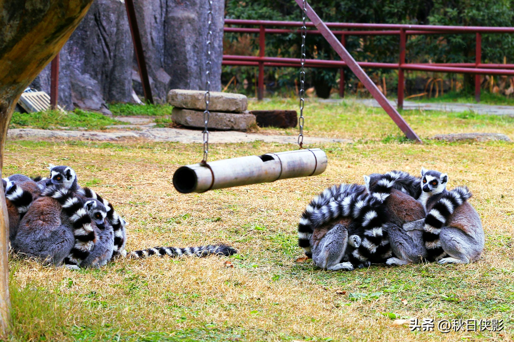 杭州野生动物世界自驾游攻略,杭州野生动物世界自驾还是步行好