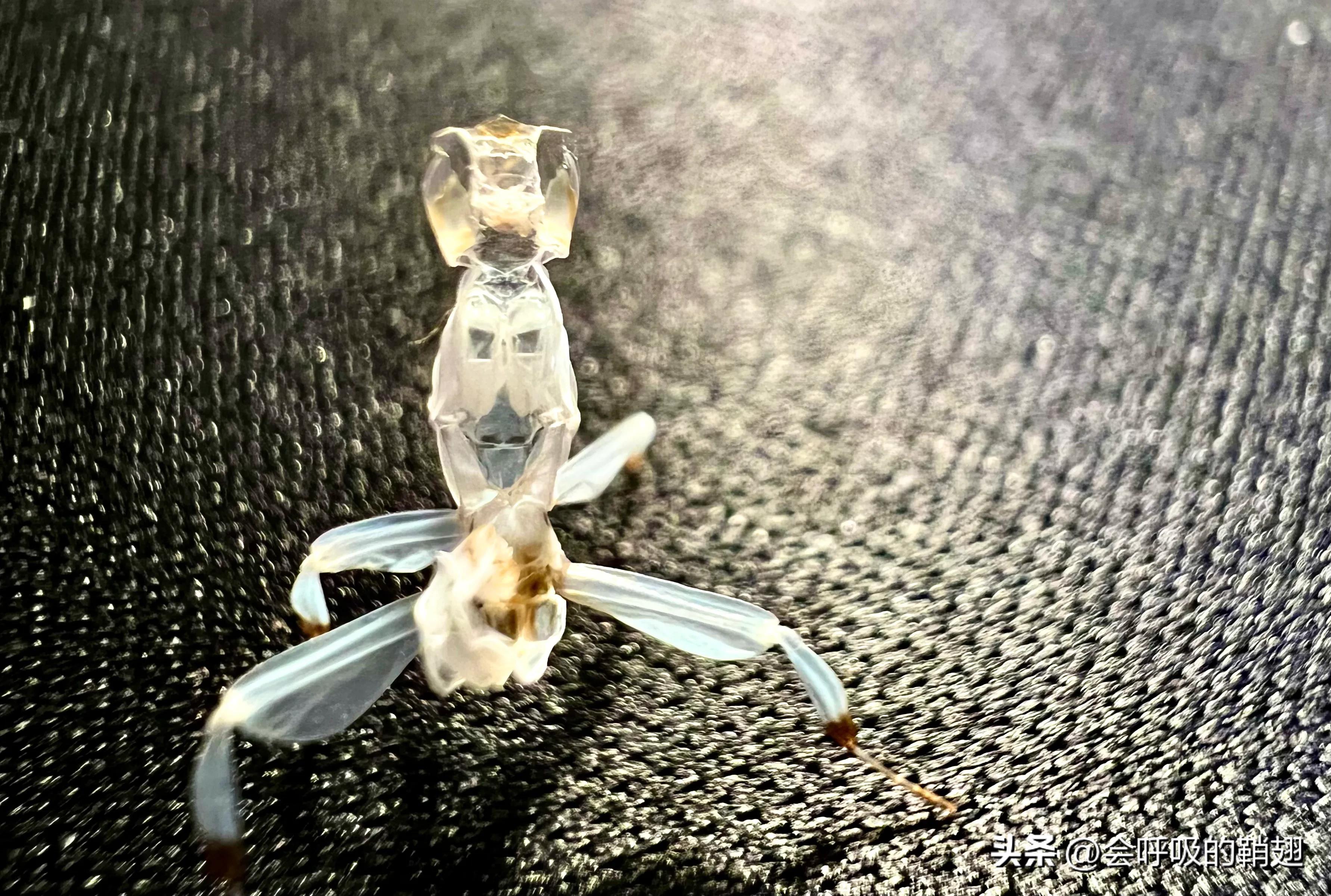 绿尾大蚕蛾怎么样驱除,大蚕蛾饲养记录