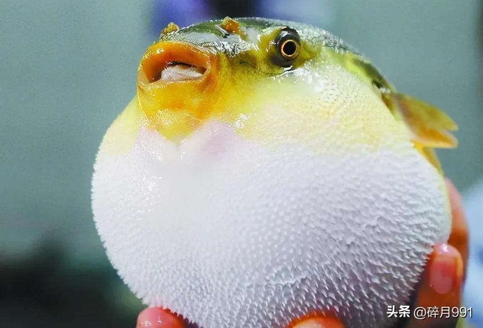 钓鱼人最喜欢吃哪一种淡水鱼,青鱼草鱼鲫鱼鲤鱼淡水鱼