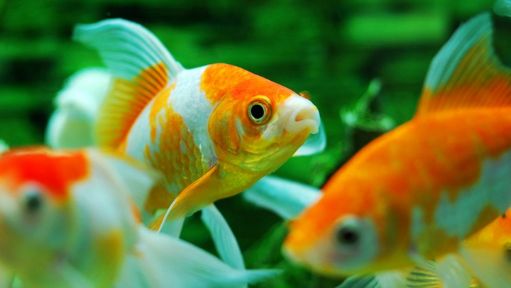 兰寿金鱼的饲养,金鱼的饲养日记