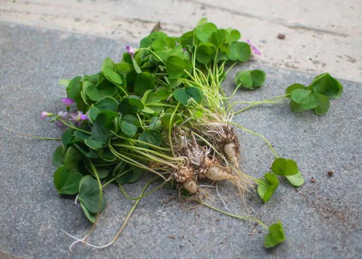 花园要打理得好先除杂草,春天草坪长杂草这样做除草更简单