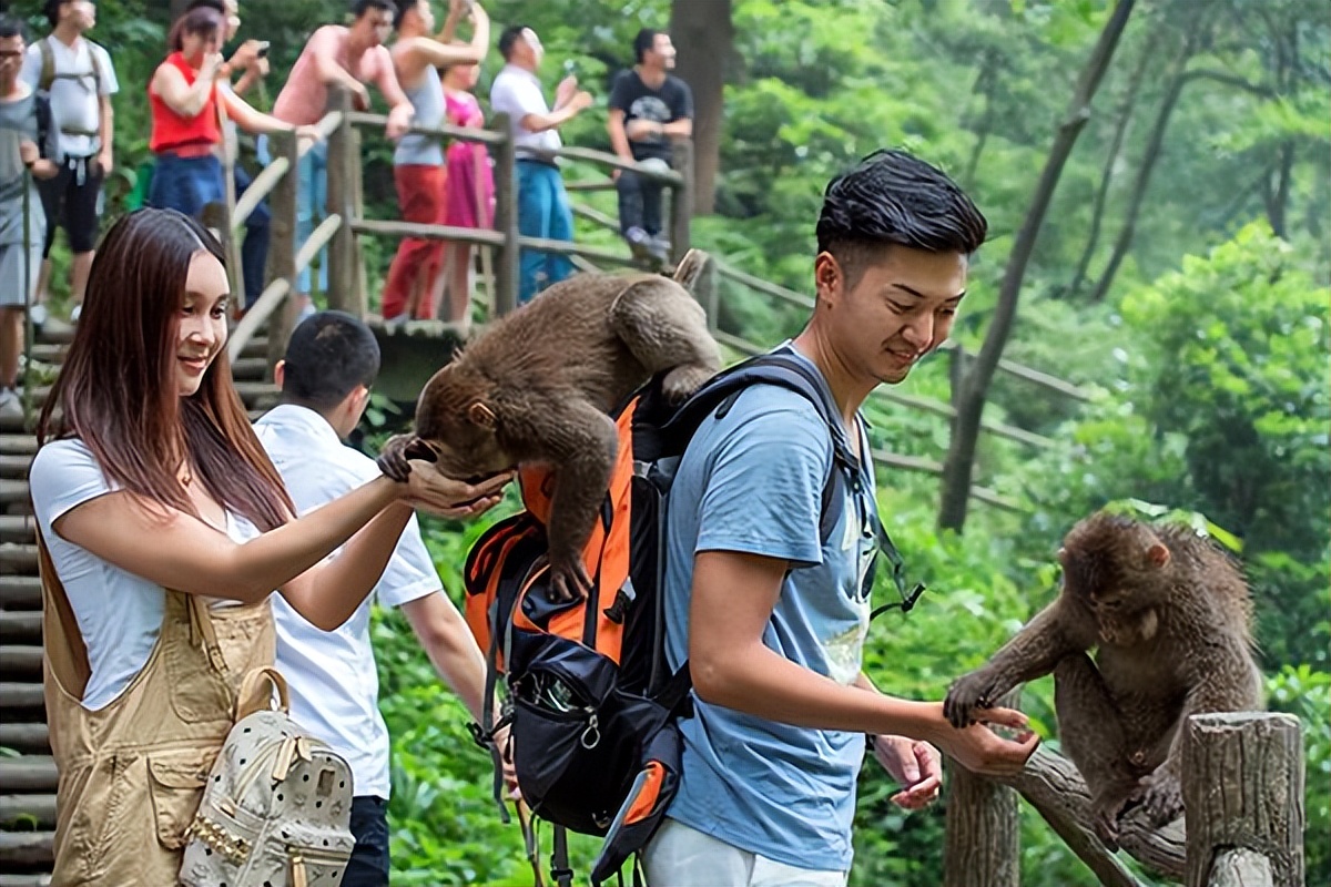 峨眉山“人猴大战”频发，路过的狗都得挨巴掌，这些猴子怎么了？