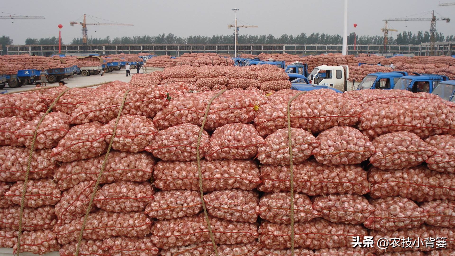 种植大量的大蒜怎么储藏,大蒜长期保鲜储存的正确方法