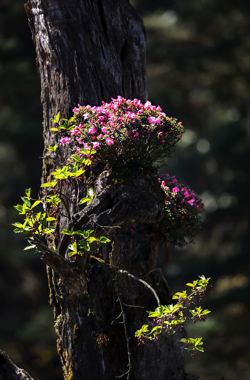 宝兴高山杜鹃,大别山杜鹃科普园