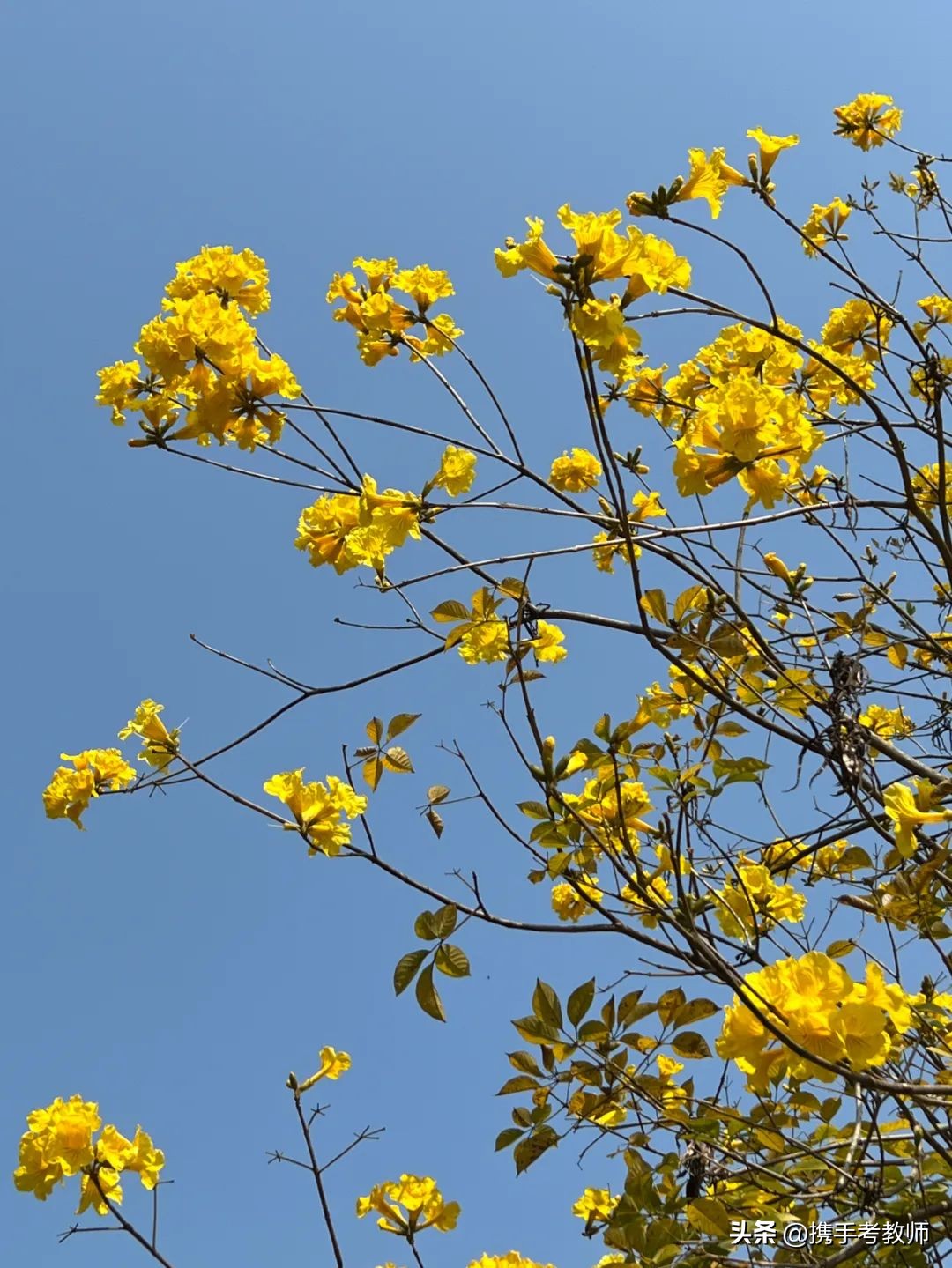 黄花风铃木品种介绍,黄花风铃木生长缓慢