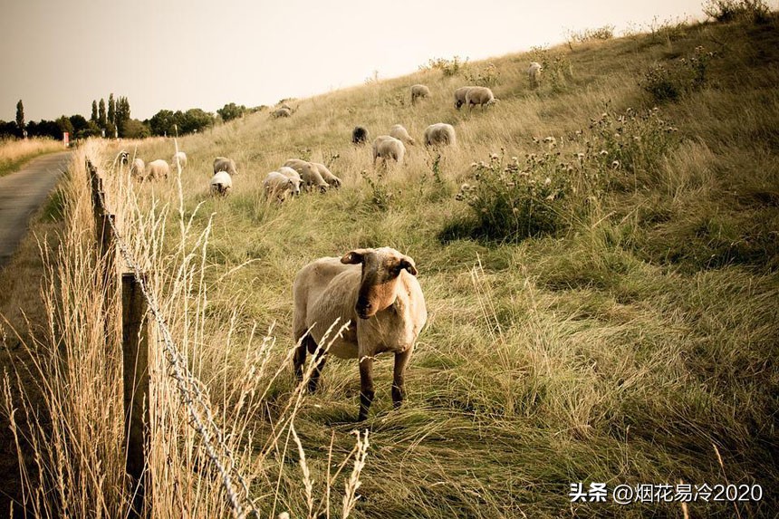 星源山羊生态养殖,高科技生态山羊养殖基地