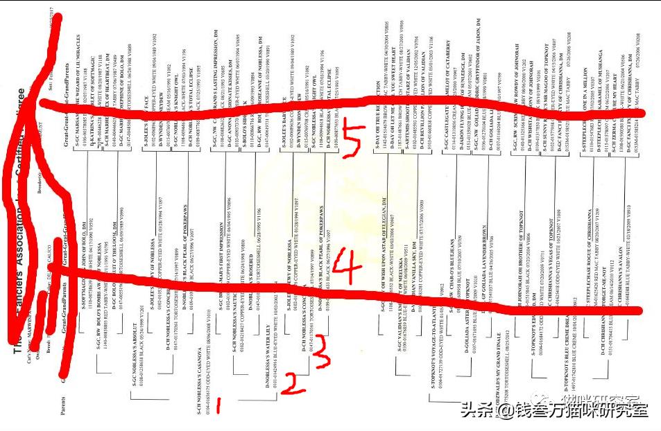 买猫避坑指南,买猫防坑