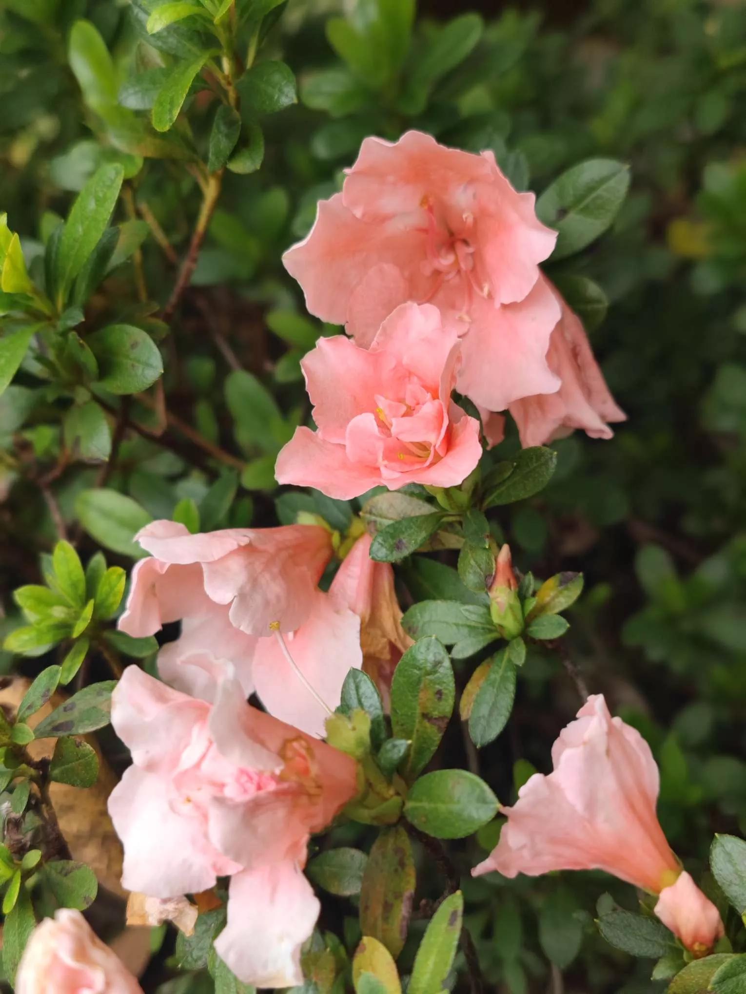 花草种类名称介绍,各种各样的花草名称大全