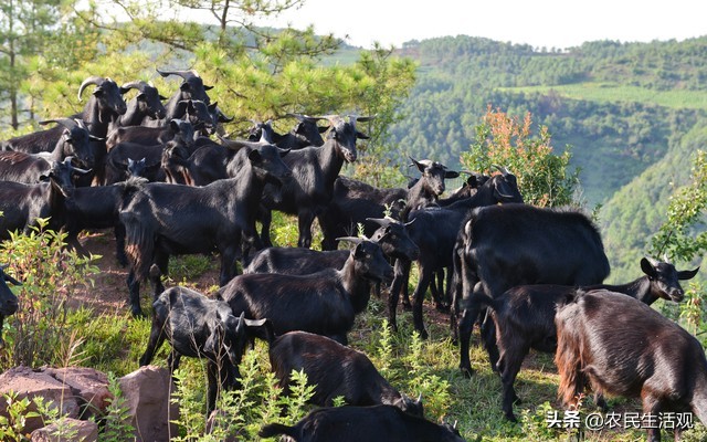 农村老人养羊,农村养羊100只公羊一年能挣多少钱