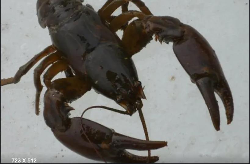 原来龙虾有这么多种你吃过哪些呢,蝲蛄和小龙虾的区别哪个好吃