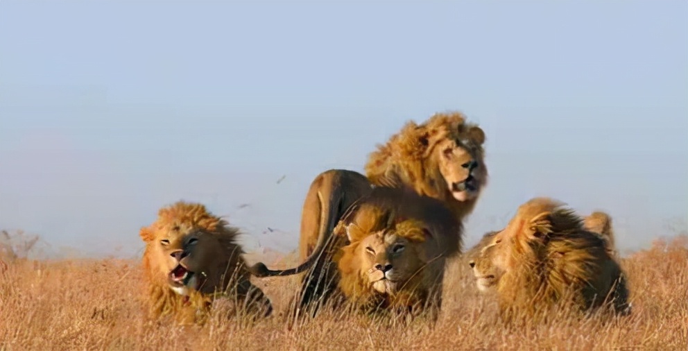 东北虎遇到非洲狮,谁才是陆地王者王者之间的对决