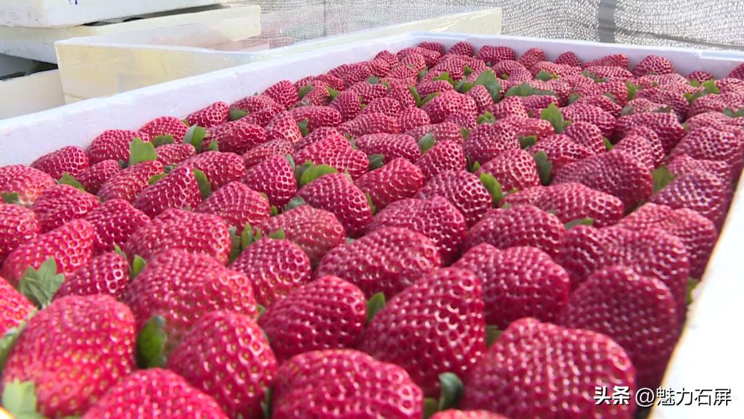 周末打卡地|去看“管道树”上的草莓and去摘冬日的第一颗草莓