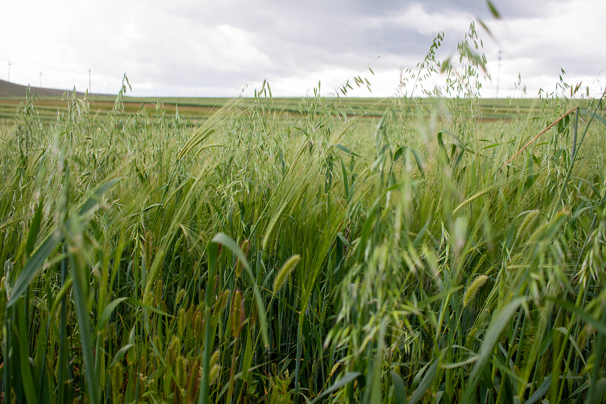 淄博爆火值得借鉴的地方,淄博为什么旅游这么火