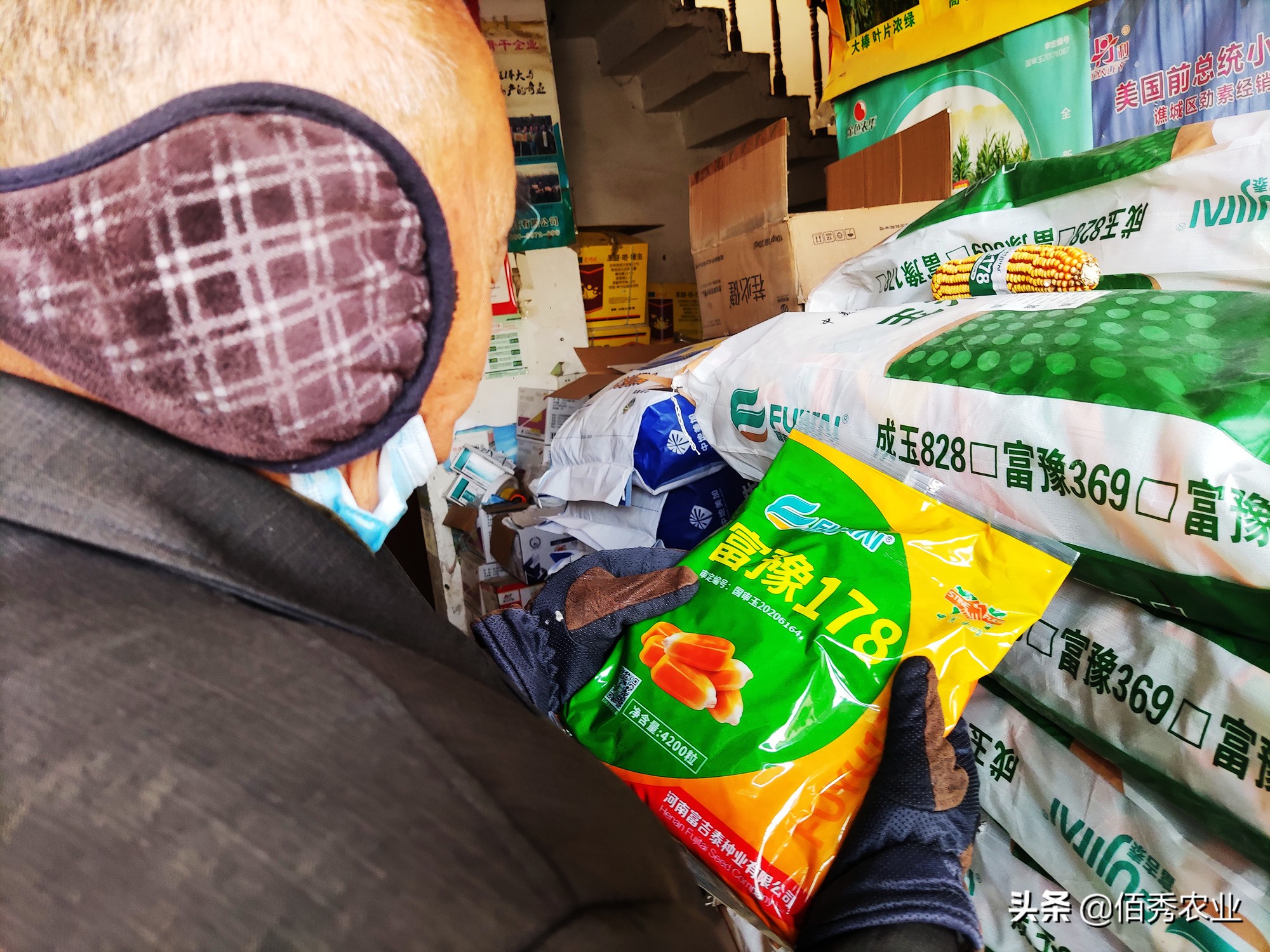 农资店玉米品种介绍,2023年抗锈病玉米种排名列表