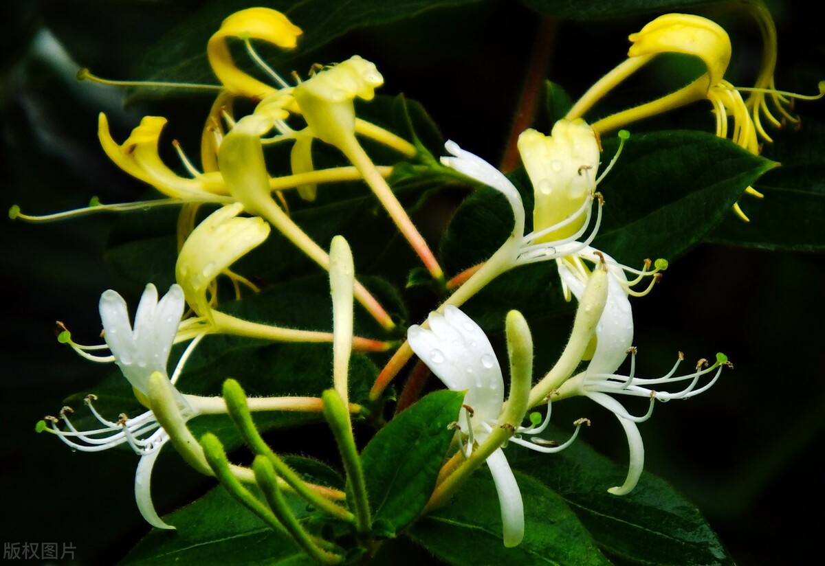 以岭药业都有哪些保健品,以岭药业健康