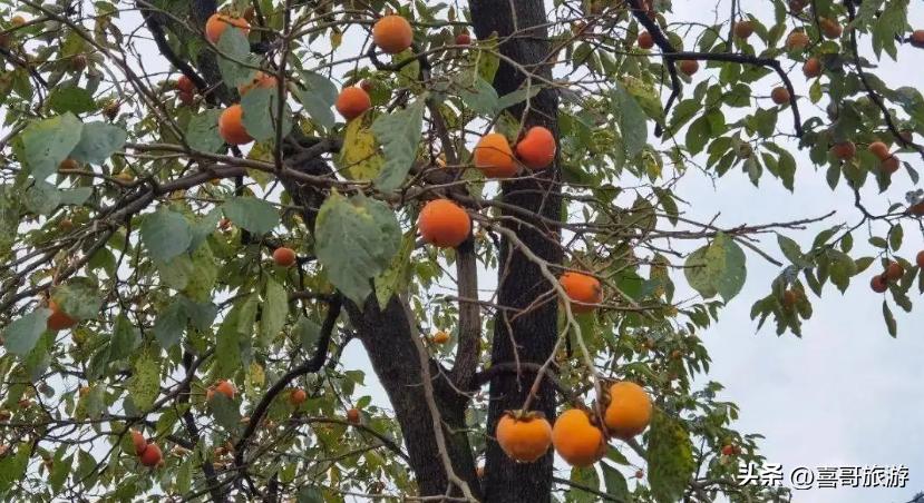 宜宾江安县旅游景点,宜宾市江安县旅游有些什么地方