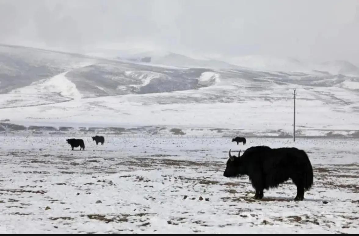 尼玛的53天·下(原创小说)