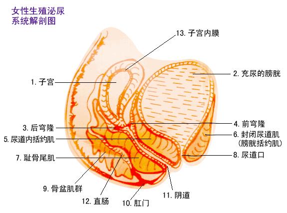 妹妹的“松紧”跟经常嘿嘿嘿有关系吗?