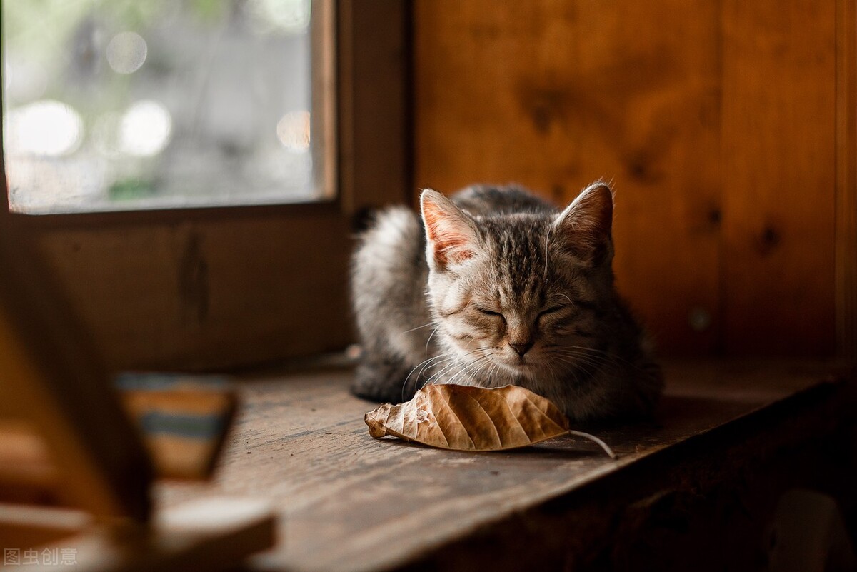 最适合新手养的十种猫,建议新手养的6种猫