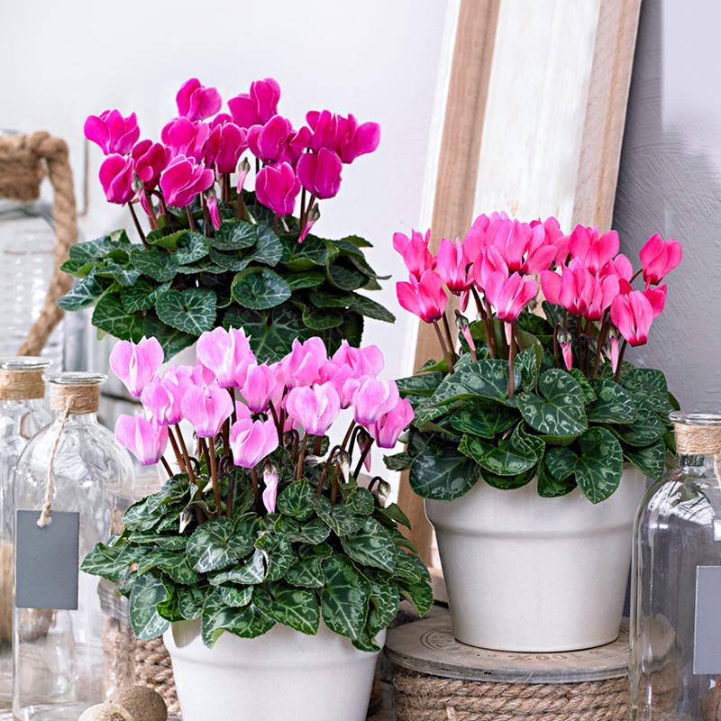 这10种花冬天最怕水越浇越死,5种花浇不死浇水越多长得越旺