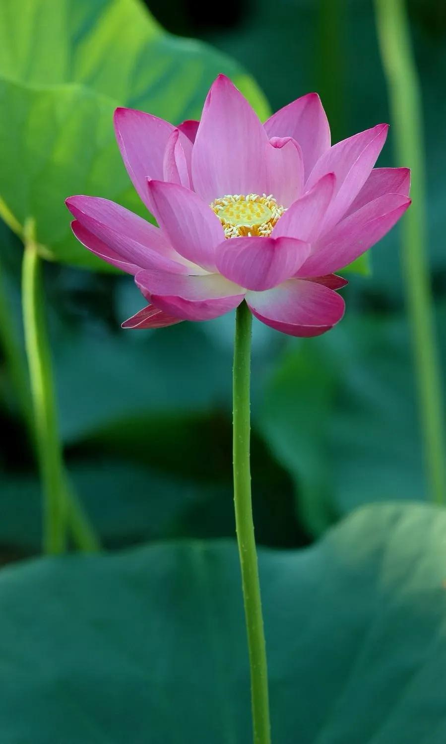 漂亮美丽的荷花壁纸,雨中荷花壁纸荣盛城