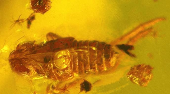 硫酸虫咬了怎么处理,硫酸虫导致皮肤损伤处理