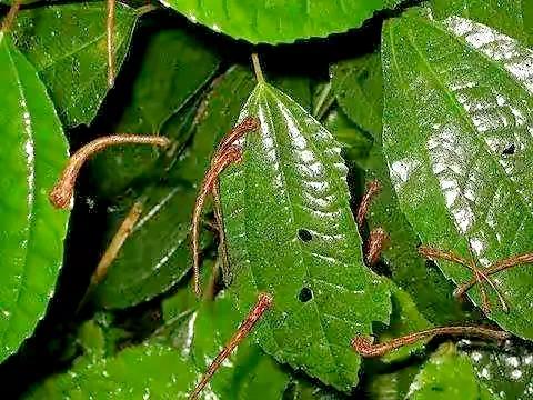 墨脱秘境的蚂蝗山图片,墨脱蚂蝗怎么对付