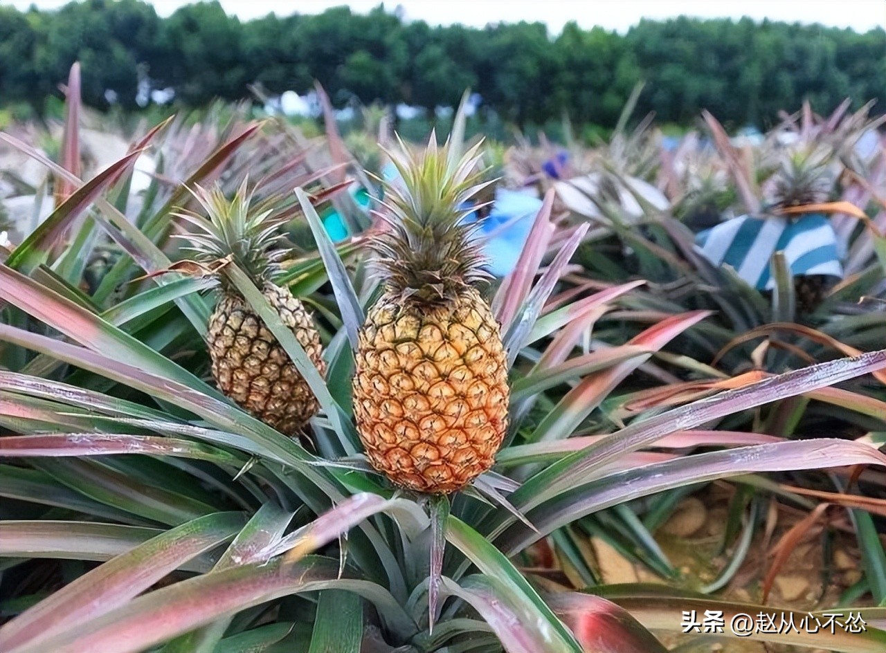 菠萝的甜度和雨水有关吗,菠萝出现一点透明还能吃吗