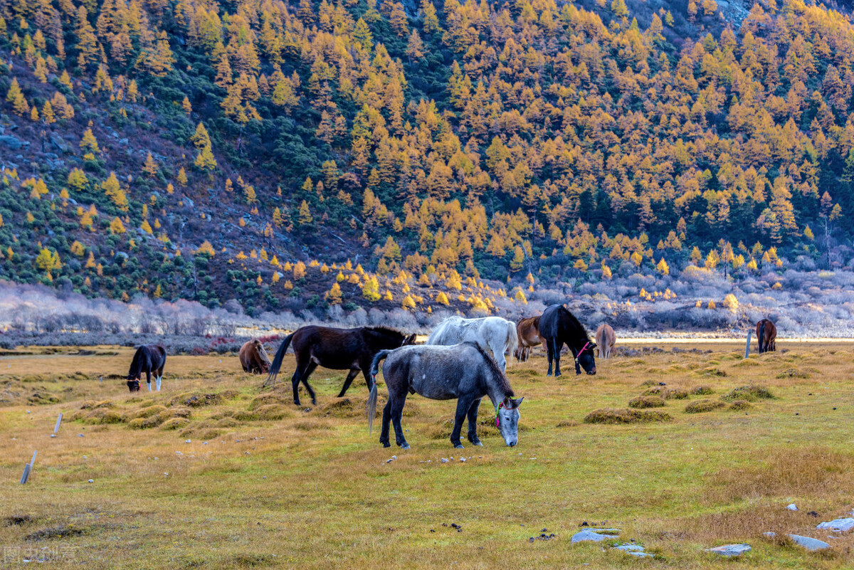 稻城亚丁真的好吗,稻城亚丁真的有这么好看吗