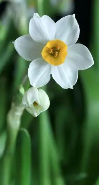 古诗词中的水仙花：飘零尘俗客再见水仙花